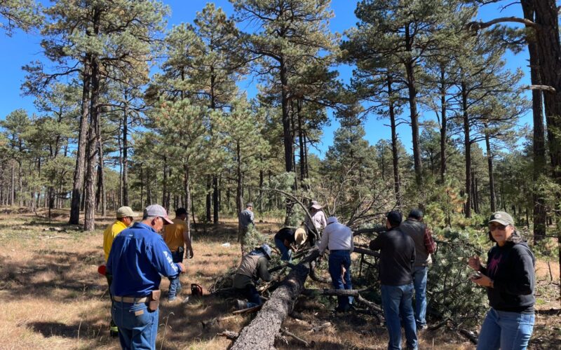 Intensifica Desarrollo Rural acciones para el combate y control de plagas forestales
