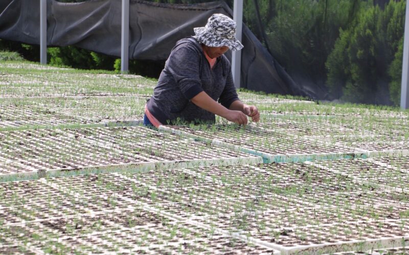 Impulsa Estado desarrollo forestal sustentable y conservación de los recursos naturales en la Sierra Tarahumara