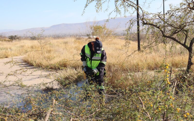 Continúa Municipio con poda de árboles en vialidades de Chihuahua  Invitan a la ciudadanía a realizar la poda de arbolado doméstico antes del 28 de febrero