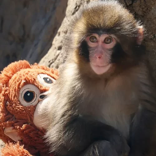 Polémica por el futuro de Punch, el mono japonés que se hizo viral con su peluche tras ser rechazado por su madre