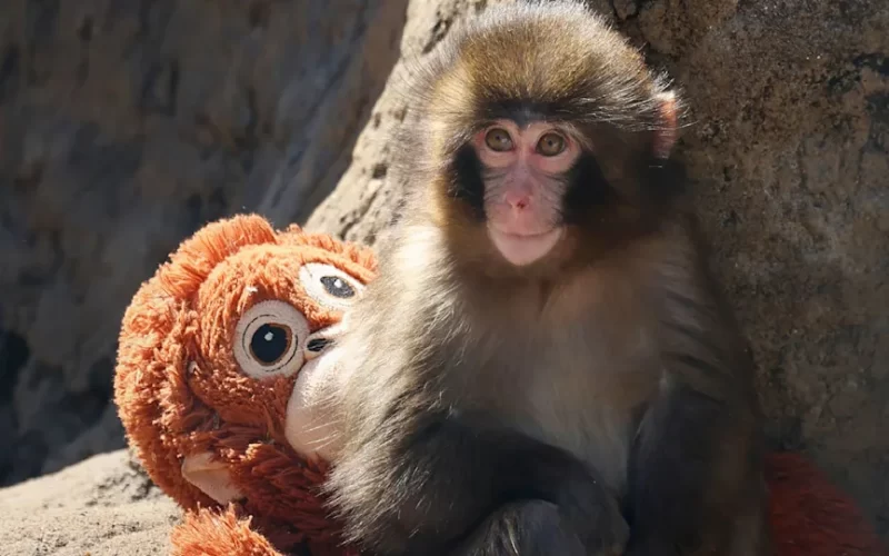 Polémica por el futuro de Punch, el mono japonés que se hizo viral con su peluche tras ser rechazado por su madre
