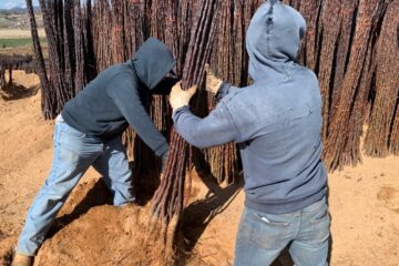 Entrega SDR más de 40 mil árboles frutales del programa Cuenta Conmigo en el Campo