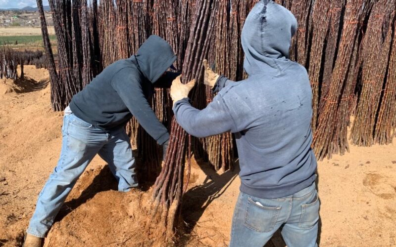 Entrega SDR más de 40 mil árboles frutales del programa Cuenta Conmigo en el Campo