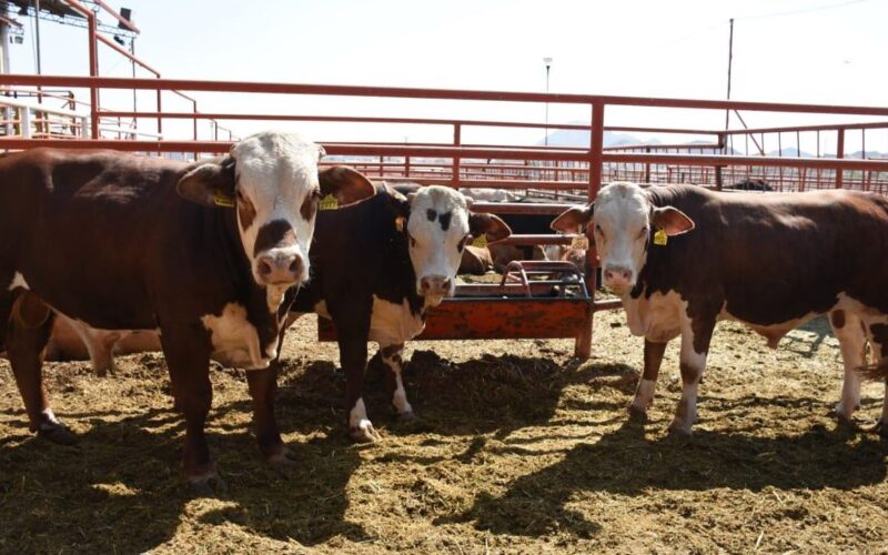 Invierte Gobierno del Estado más de 231 mdp en el desarrollo agropecuario de la región sur