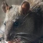 El día en que un pueblo de Chihuahua se volvió noticia mundial por una insólita plaga de ratas