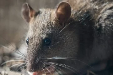 El día en que un pueblo de Chihuahua se volvió noticia mundial por una insólita plaga de ratas