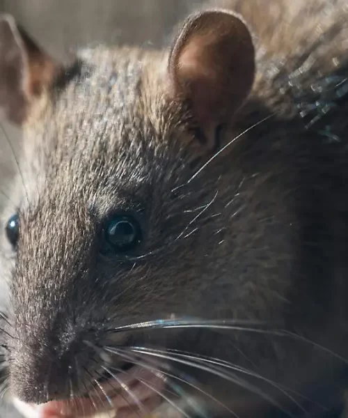 El día en que un pueblo de Chihuahua se volvió noticia mundial por una insólita plaga de ratas