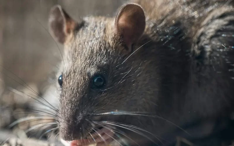 El día en que un pueblo de Chihuahua se volvió noticia mundial por una insólita plaga de ratas