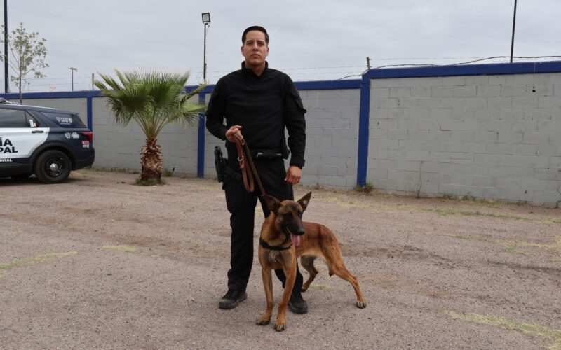 Elementos caninos K-9, listos para velar por la seguridad de la comunidad chihuahuense