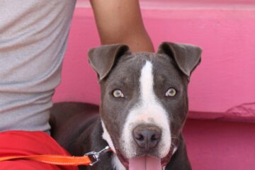 Promueve Municipio adopción de perritos: pueden ser tu compañía y ayuda emocional