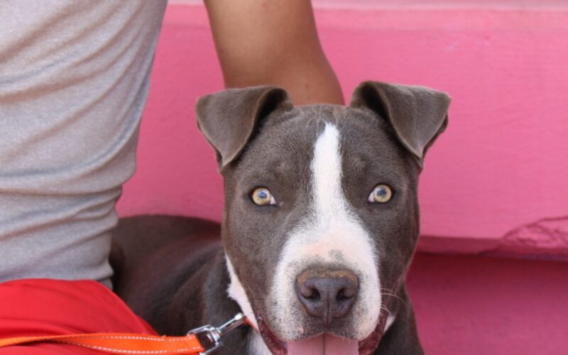 Promueve Municipio adopción de perritos: pueden ser tu compañía y ayuda emocional