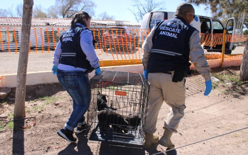 Llama Gobierno Municipal a evitar el abandono de mascotas; es una falta sancionable