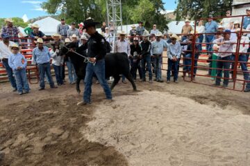 Abre convocatoria para apoyo en la adquisición de sementales bovinos de rodeo