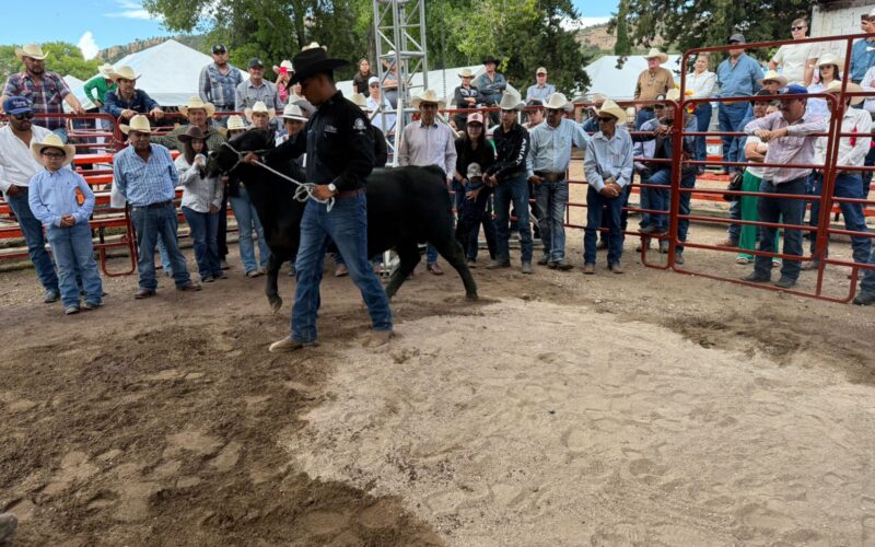 Abre convocatoria para apoyo en la adquisición de sementales bovinos de rodeo
