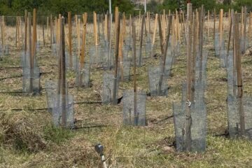 Desarrolla UT Parral viñedo experimental en Balleza