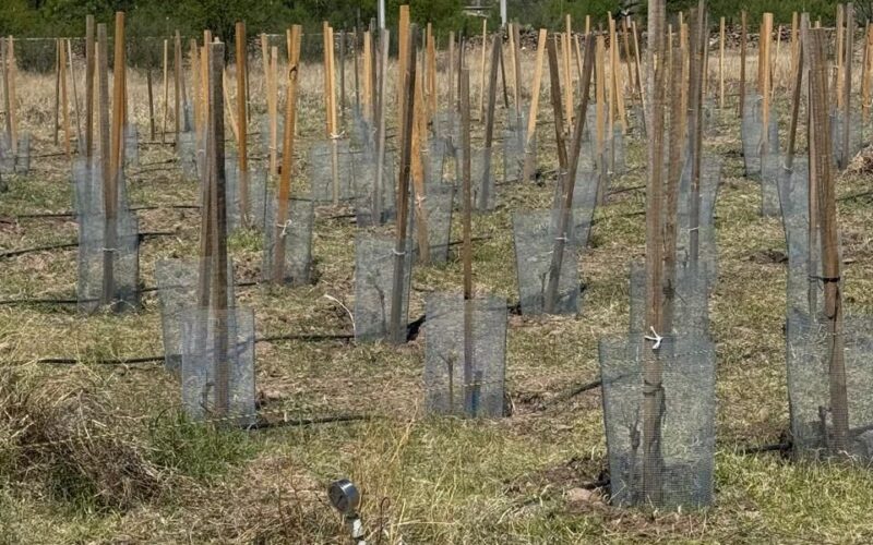 Desarrolla UT Parral viñedo experimental en Balleza