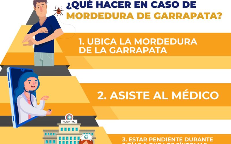 Cuida tu familia de la rickettsia; Municipio te dice qué hacer si te pica una garrapata