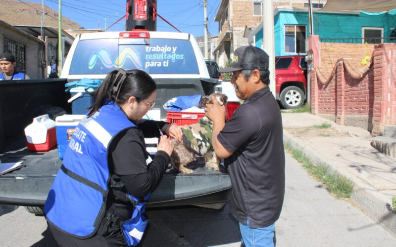 Vacunación, desparasitación y prevención contra la rickettsia han llegado a más de 30 colonias en lo que va del año