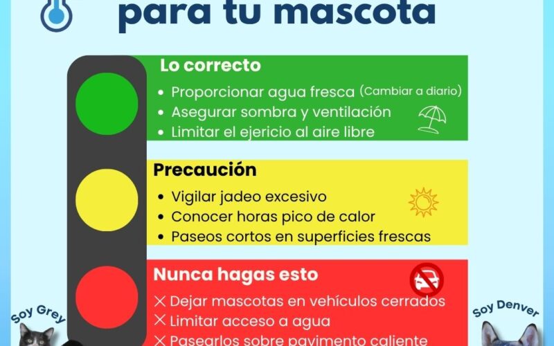 ¡Protege a tus mascotas del calor! Municipio brinda recomendaciones
