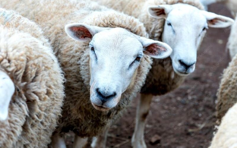 Lanza Desarrollo Rural convocatoria para la adquisición de borregos