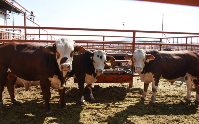 Apoya Desarrollo Rural a productores agropecuarios con créditos para equipamiento e infraestructura