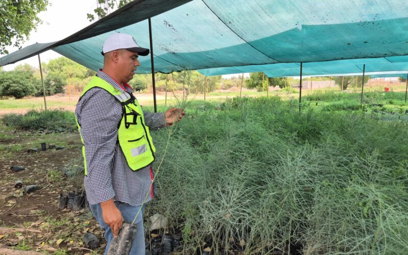En el Día Mundial del Medio Ambiente, Gobierno Municipal comparte recomendaciones para el cuidado de árboles y plantas