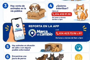 ¿Encontraste un perro en situación de calle? Municipio te orienta sobre dónde reportarlo