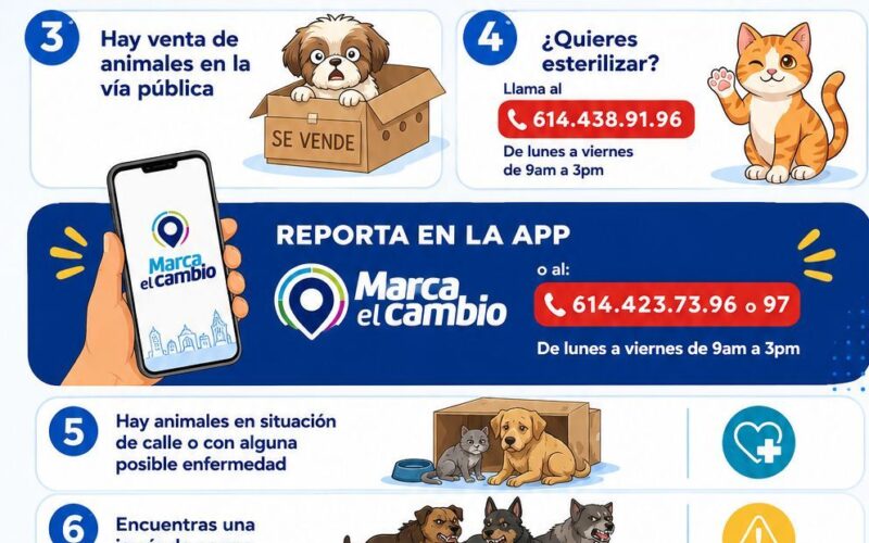 ¿Encontraste un perro en situación de calle? Municipio te orienta sobre dónde reportarlo