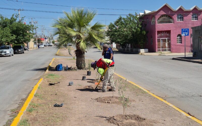 Reforesta Municipio camellón central de la Monte Everest  – Plantaron más de 30 árboles cenizos y 12 plantas de lavanda