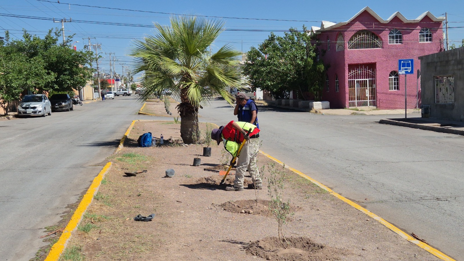 Reforesta Municipio camellón central de la Monte Everest  – Plantaron más de 30 árboles cenizos y 12 plantas de lavanda