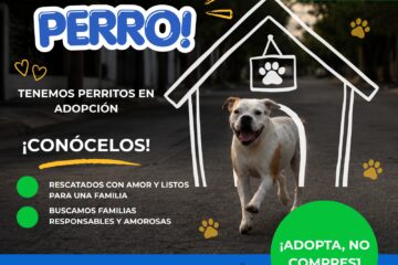 Conmemora Municipio el “Día Mundial del Perro” con acciones de salud, rescate y adopción