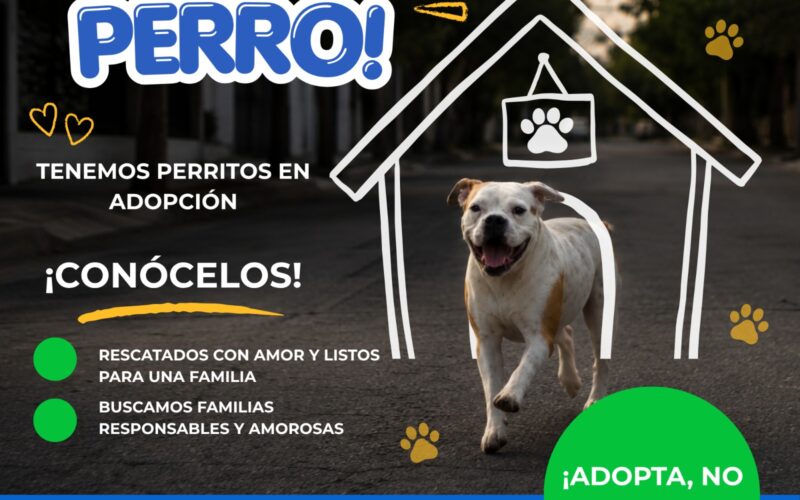 Conmemora Municipio el “Día Mundial del Perro” con acciones de salud, rescate y adopción