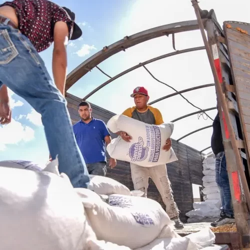 Entrega Estado 60 toneladas de maíz rolado a productores de Juárez y Guadalupe