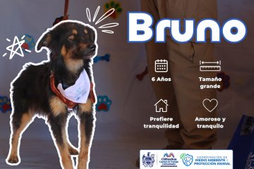 Invita Municipio a darles una oportunidad a perros y gatos rescatados