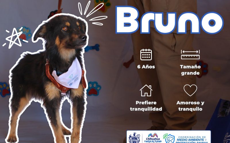 Invita Municipio a darles una oportunidad a perros y gatos rescatados