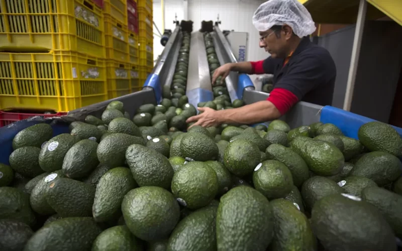EEUU deja de importar aguacate mexicano por alerta de seguridad en Michoacán