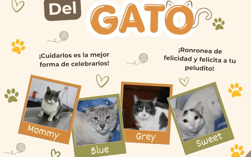 Invita Municipio a adoptar gatitos rescatados para conmemorar el Día Mundial del Gato