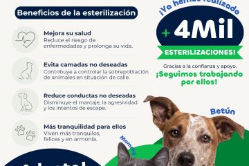 Impulsa Municipio la esterilización como estrategia para prevenir la sobrepoblación animal