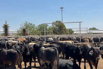 Celebra Secretaría de Desarrollo Rural próxima reapertura a la exportación de ganado chihuahuense a Estados Unidos