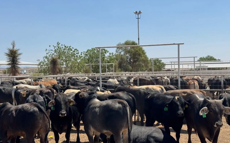 Celebra Secretaría de Desarrollo Rural próxima reapertura a la exportación de ganado chihuahuense a Estados Unidos