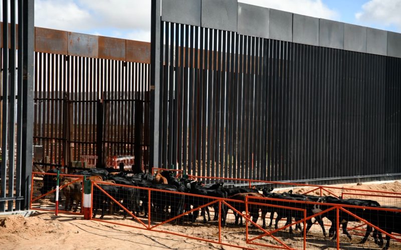 Reanuda Chihuahua exportación de ganado a Estados Unidos por San Jerónimo-Santa Teresa