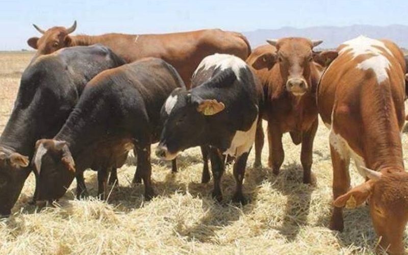 Más de 100 mil reses aguardan salida hacia Estados Unidos