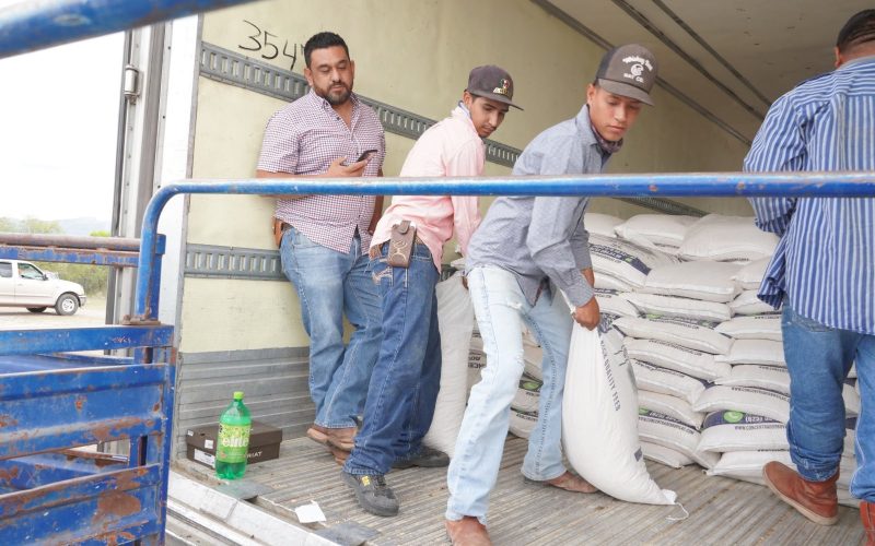Inicia Municipio entrega de maíz rolado en apoyo a productores de Chihuahua Capital  