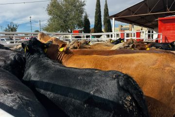 Reanudan exportación ganadera por Puerto Palomas con primer cruce de más de 700 cabezas