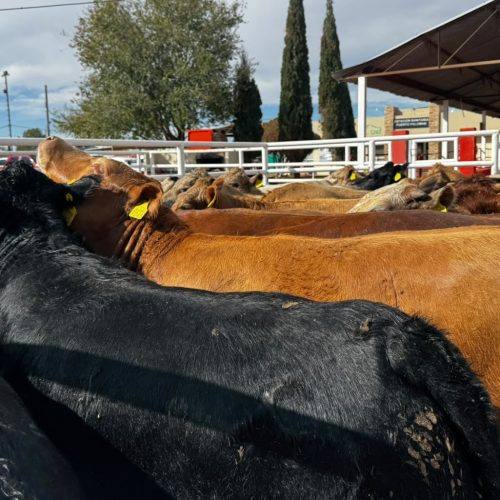 Reanudan exportación ganadera por Puerto Palomas con primer cruce de más de 700 cabezas